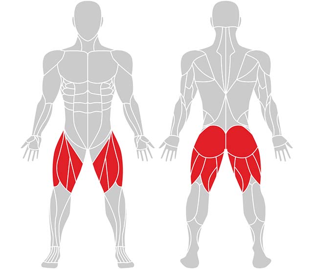 Spiergroepen betrokken bij de Bulgarian Split Squat