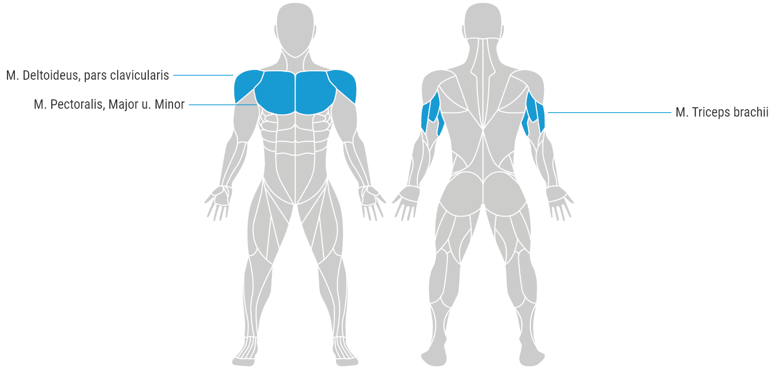 Deze spieren worden geactiveerd tijdens push-ups